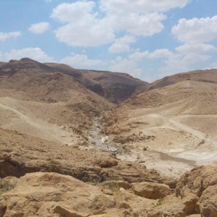 4 Days Of Streams In The Dead Sea