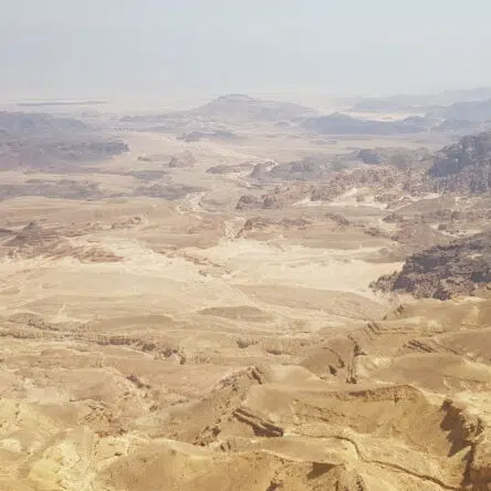 Kings Of The Desert