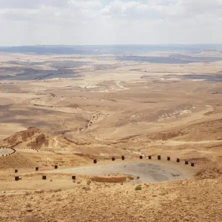 Kings Of The Desert
