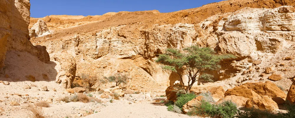 Negev Jeep Tours
