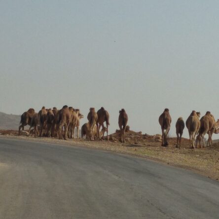 First Trip To Israel: Exploring The Beauty And Adventure With Israel Jeep Tourism