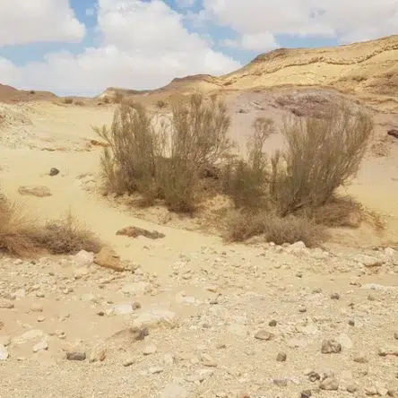 חולות צבעוניים1.webp